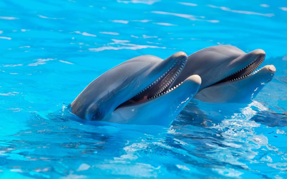 Alanya Dolphin Show: Stunning Unforgettable Performances - Interactive Dolphin Experiences