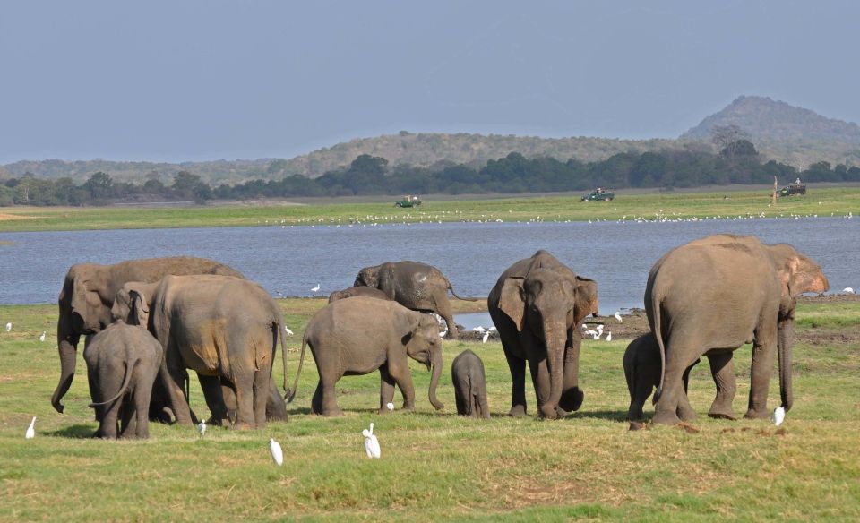 All-Inclusive Minneriya National Park Afternoon Safari - Included in the Safari