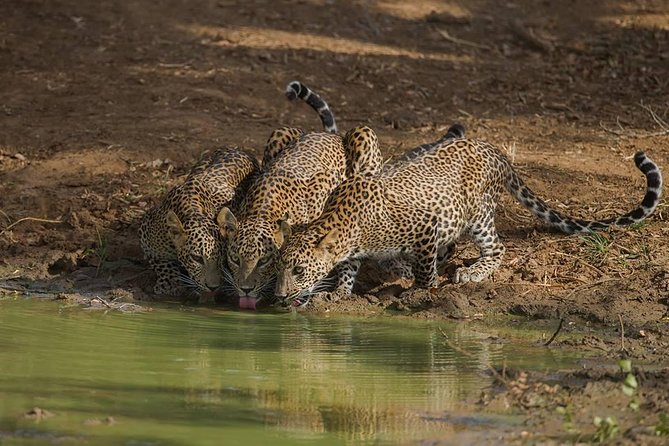 All Inclusive Private Full Day Safari in Yala National Park With Lunch - Lunch Experience