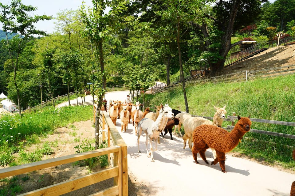 Alpaca World + Garisan 2 Course Zipwire - Meeting Points and Travel Tips