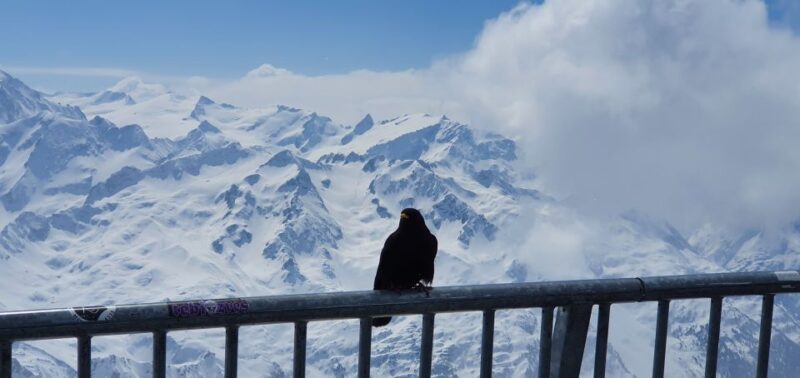 Alpine Majesty: Private Tour to Mount Titlis From Basel - Important Information