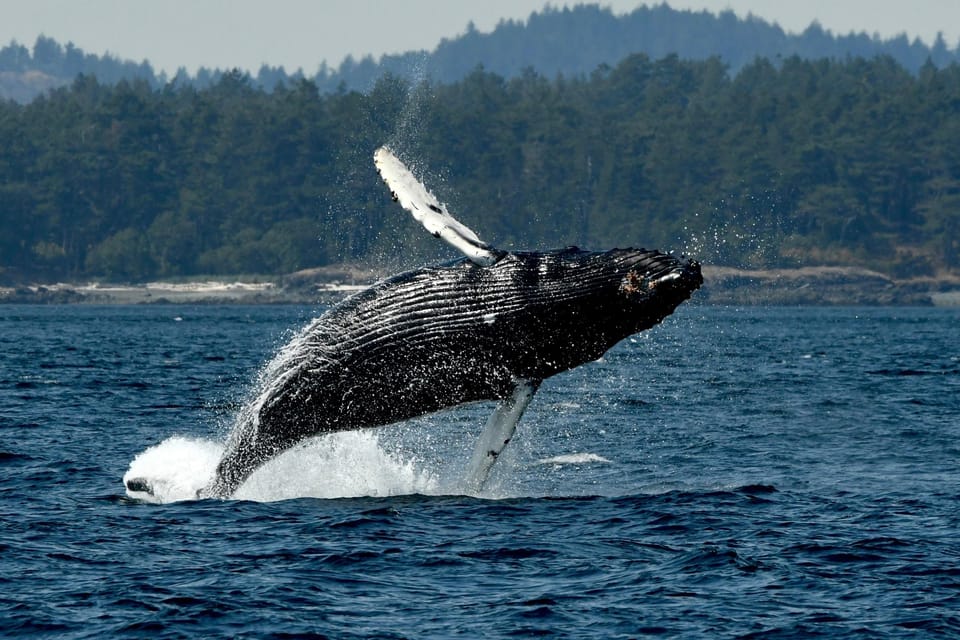 Anacortes: Whale Watching Adventure Tour - What to Wear