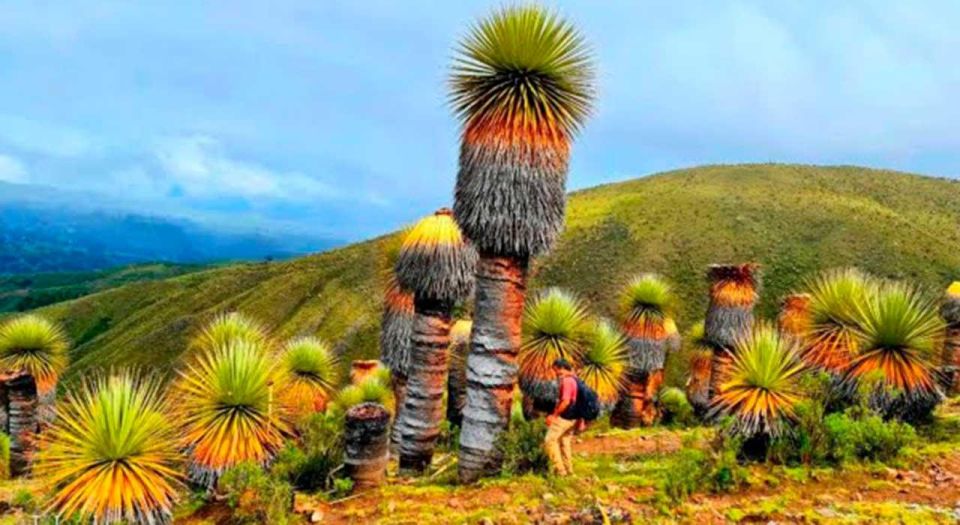 Ancash: Nevado Pastors and Puyas Raymondi Tour | Full Day | - Travel Tips for Participants