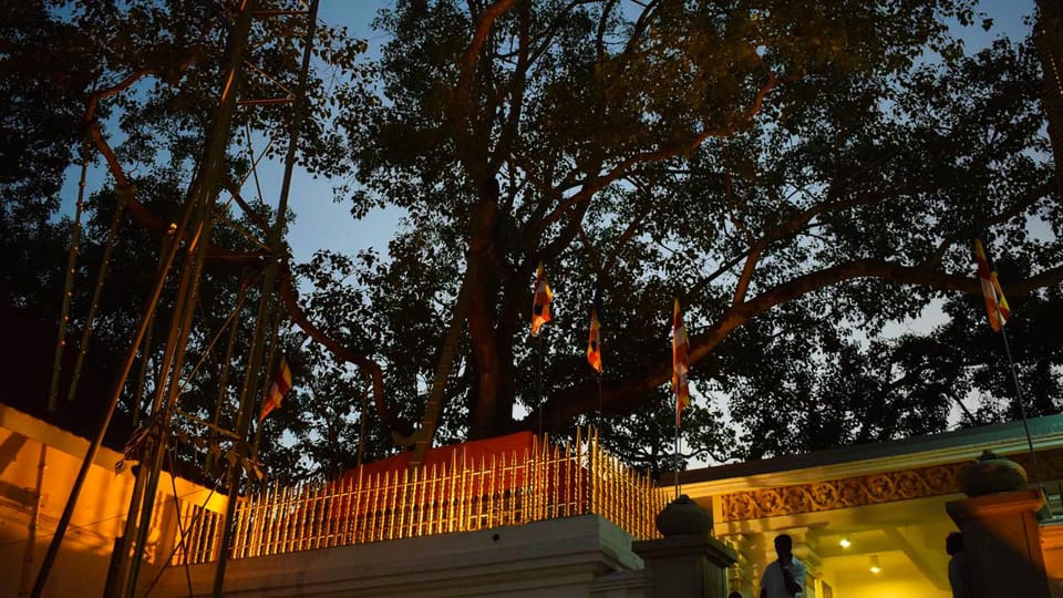 Anuradhapura & Aukana: Private Day Tour From Habarana - Cultural Immersion Experience