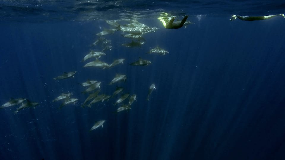 Azores: Swim With Dolphins Atlantic Experience - Dolphin Encounter