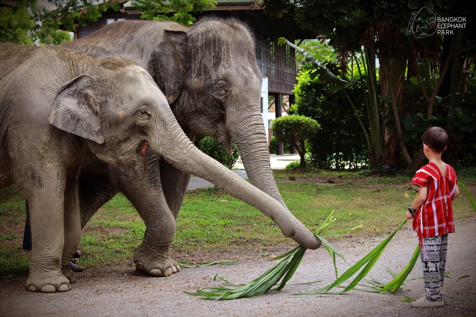 Bangkok Elephant Park: Half-Day Elephant Care - Herbal Souvenir Creation