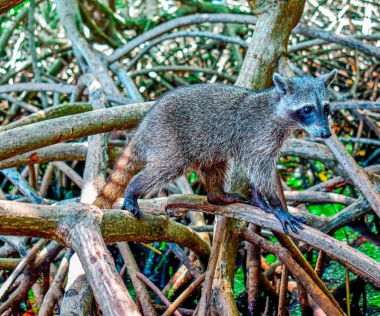 Barú: Club Freedom Beach With Mangrove and Snorkel - Included Amenities