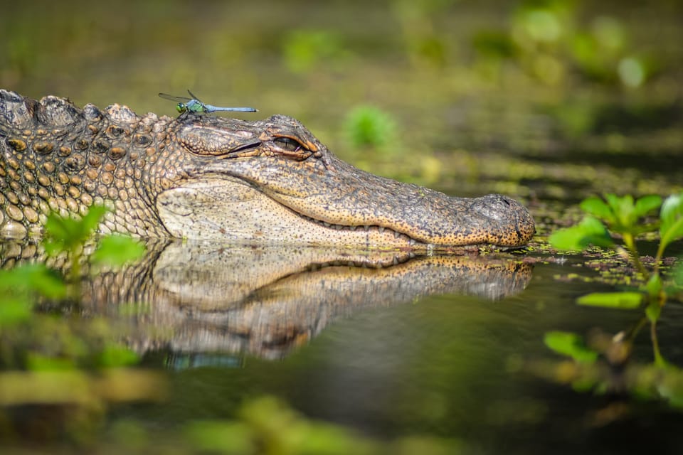 Bayous And Byways, Oak Alley Plantation And Kayak Swamp Tour - Oak Alley Plantation Visit