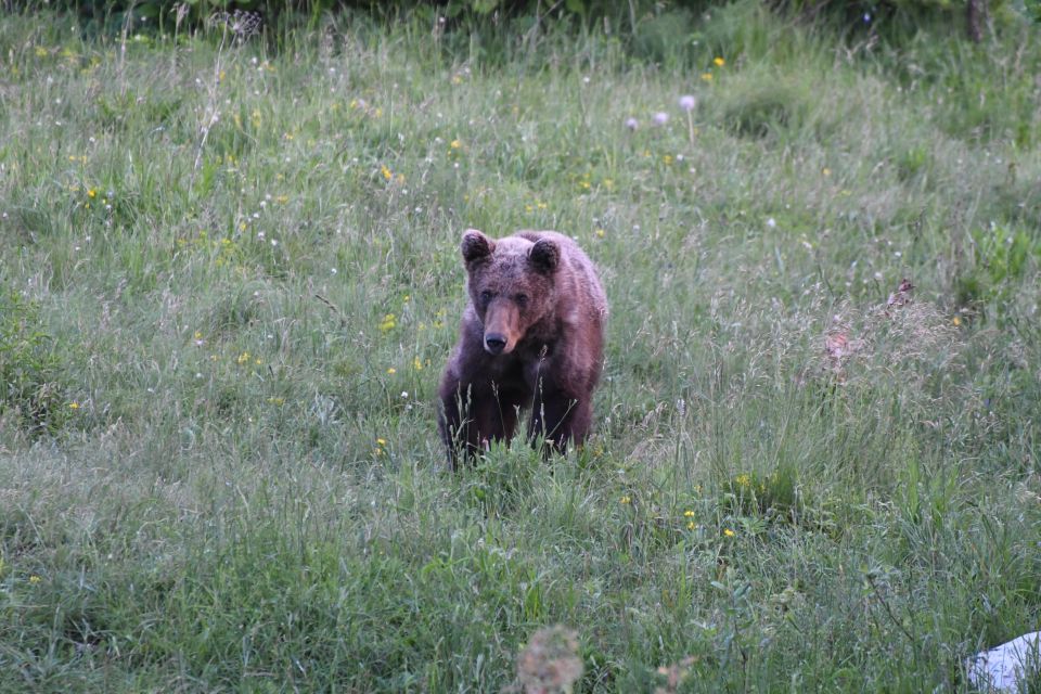 Bear Watching Slovenia With Ranger and Local Guide - Safety Guidelines