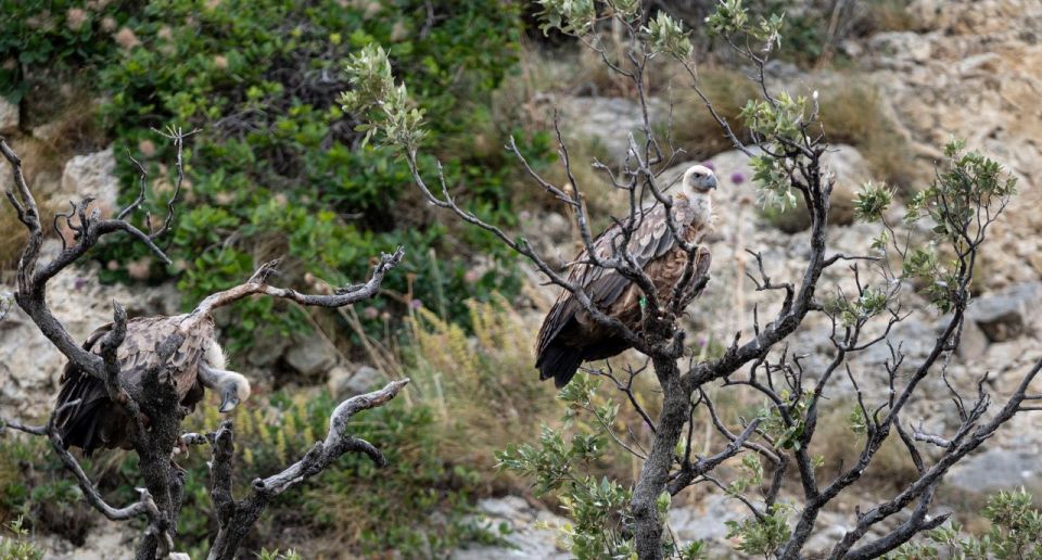 Beli - Griffon Vultures Bird Watching Boat Trip - What to Expect