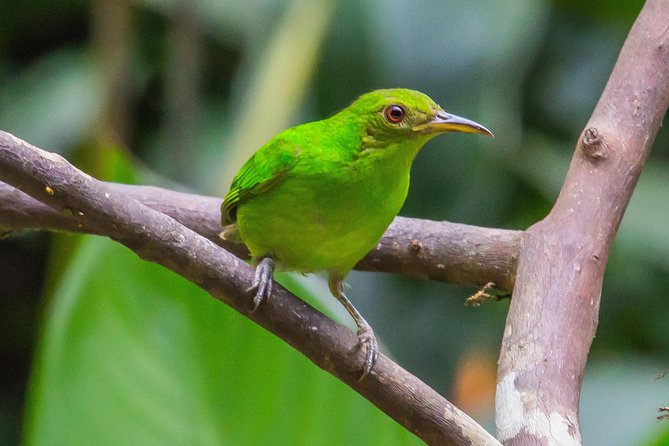 Bird Watching Near the Arenal Volcano - Ecosystem Exploration