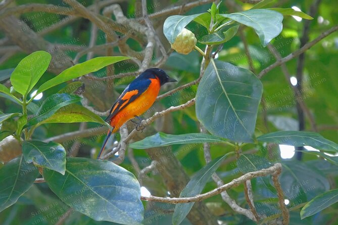 Bird Watching Tours in Sinharaja Rain Forest - Pricing Structure