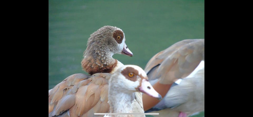 Birdwatching per Rickshaw - Transportation and Comfort