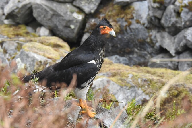 Birdwatching Tour in Cajas National Park From Cuenca - Pricing and Cancellation Policy