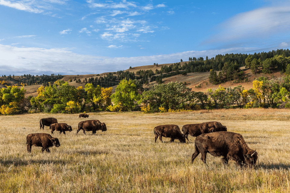 Black Hills to Mount Rushmore: Scenic Driving Tour - Exploring Mount Rushmore