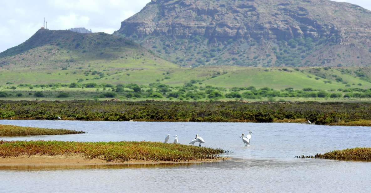 Boa Vista: Bird Watch Expedition in Natural Environment - Elusive Bird Species