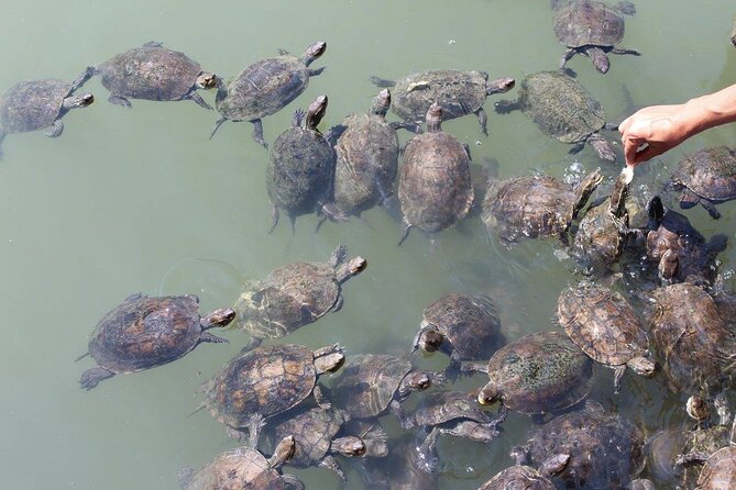 Bodrum Turtle Beach Tour With Mud Baths & King Tombs - Mud Baths