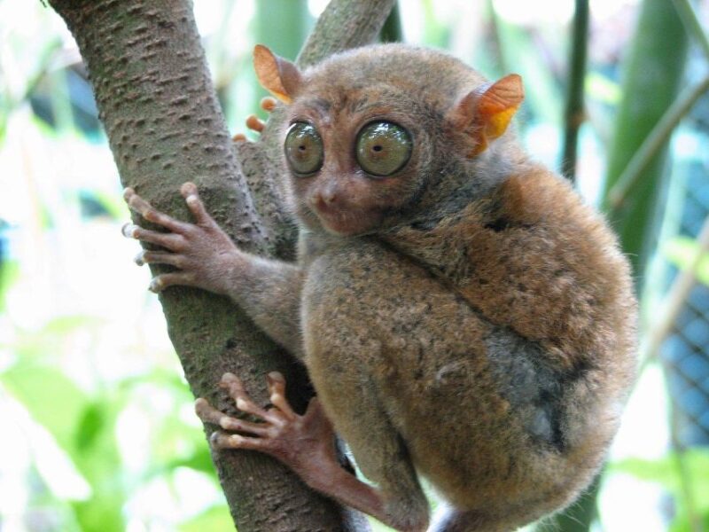 Bohol Day Tour From Cebu - Important Information and Recommendations