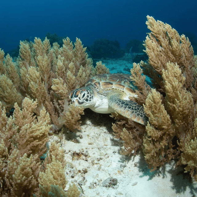 Bohol: Fun Dive Experience at Balicasag Island - Explore the Vibrant Coral Reefs