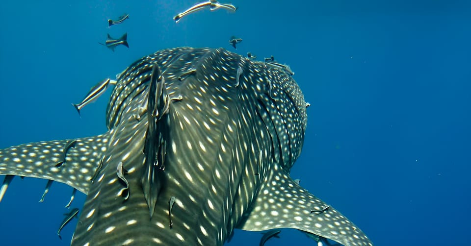 Bohol Whaleshark Experience - Pricing and Inclusions