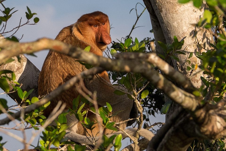 Bongawan Wetland: Proboscis Monkey and Fireflies Shared Tour - Scenic Experiences