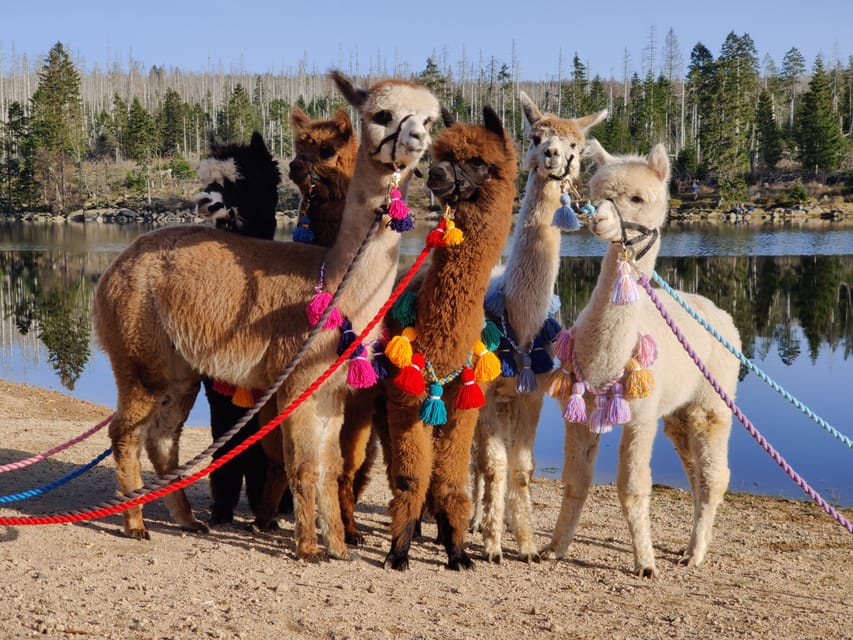 Braunschweig: Alpaca Trekking Tour - Group Size and Accessibility