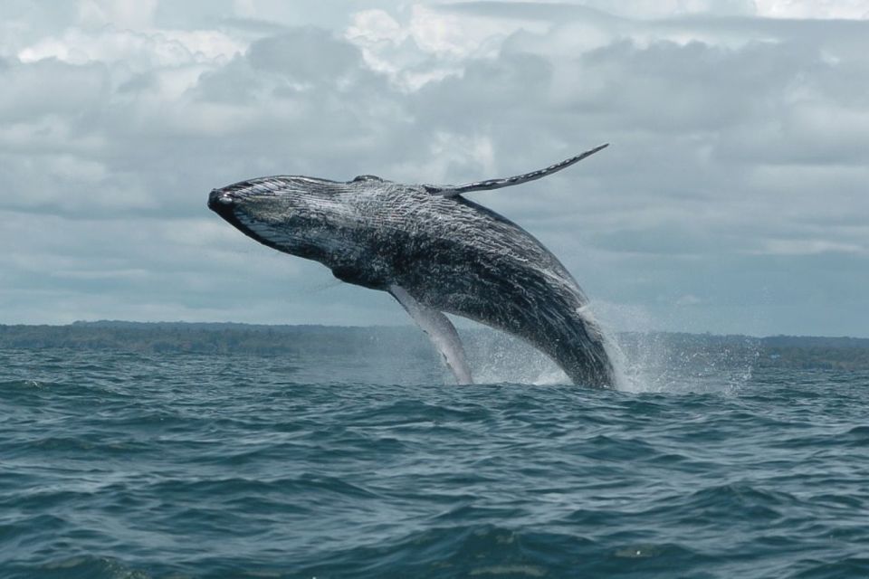 Buenaventura: Whale Watching Trip With Overnight Stay - Whats Included in the Package