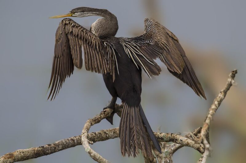 Bundala National Park Safari - Birding Paradise Tour - Logistics and Inclusions