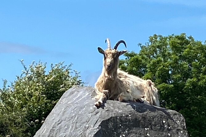 Burren Nature Sanctuary - Culinary and Retail Offerings