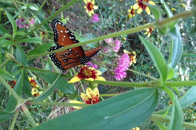 Butterfly Rainforest at Florida Museum of Natural History Ticket - Reviews and Ratings