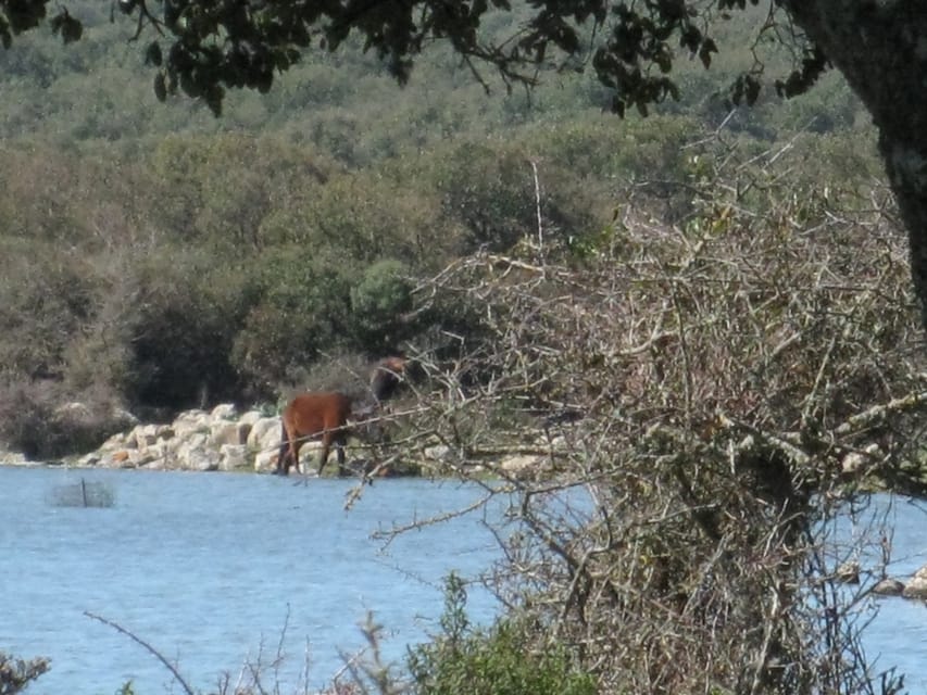 Cagliari: Su Nuraxi Barumini Unesco & Giara Horses 4h Tour - Experience the Giara Horses