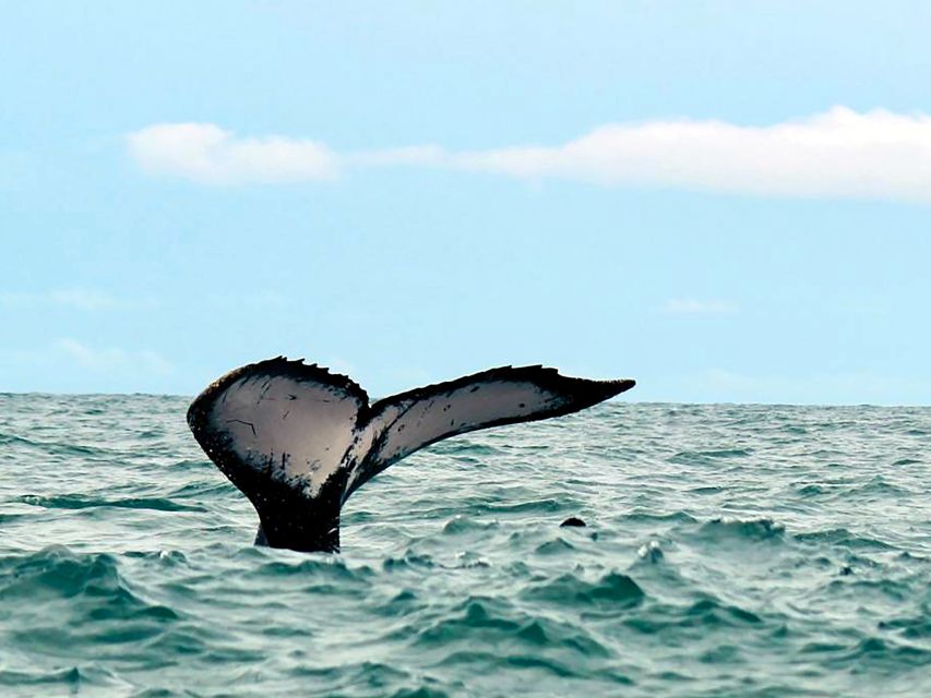 Cali: Whale Watching in the Colombian Pacific Coast - What to Expect During the Tour