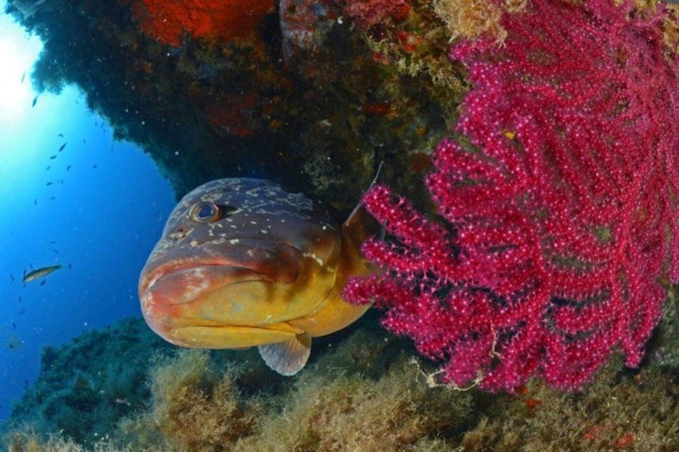 Calvi: PE20 Certificate Diving Lessons With Instructor - Meeting Point Information