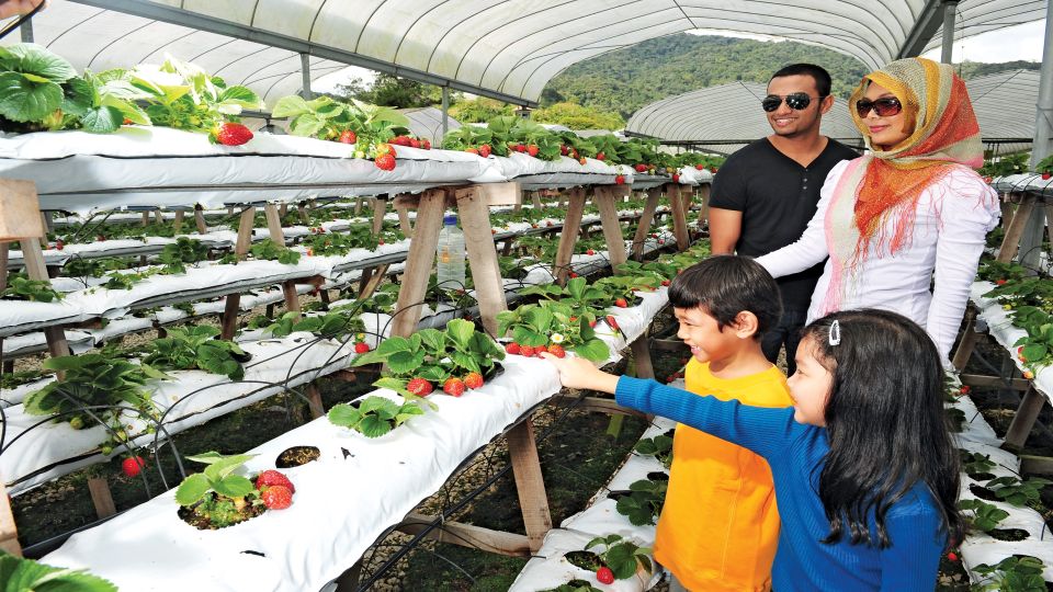 Cameron Highlands 1 Day Tour From Kuala Lumpur - Key Inclusions