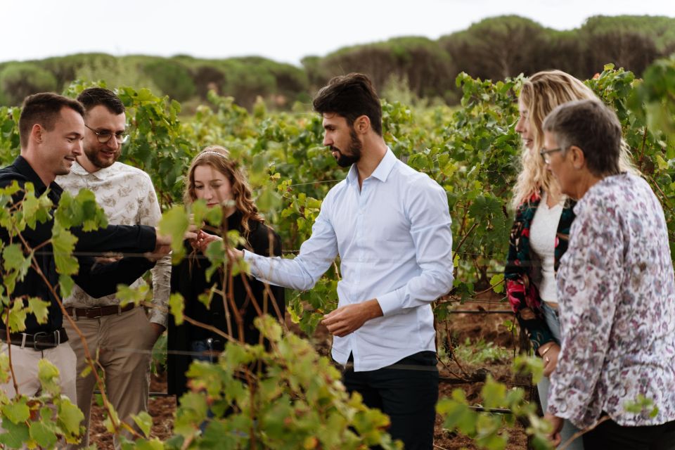 Cannes: Provence Wine Tour - Private Tour From Cannes - Vineyard Visits