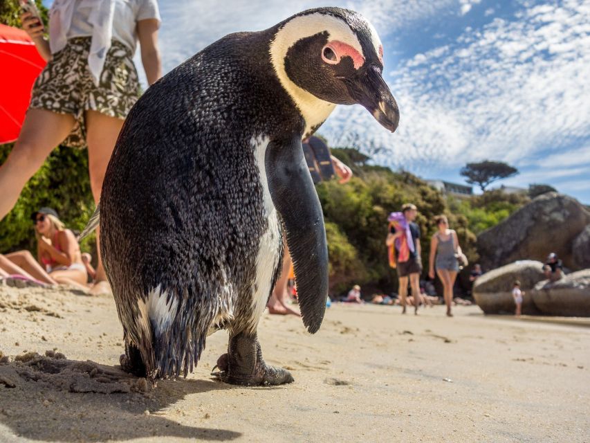 Cape of Good Hope and Penguins Full-Day Private Tour - Hout Bay: Guided Tour and Boat Trip