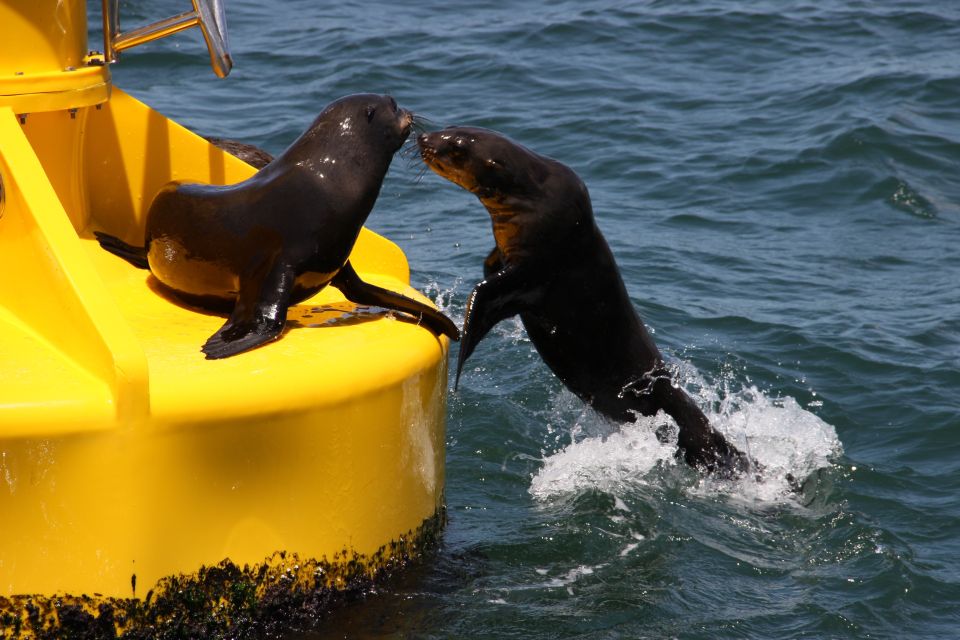 Cape Town: Marine Wildlife Tour From the V&A Waterfront - Participant Suitability and Requirements