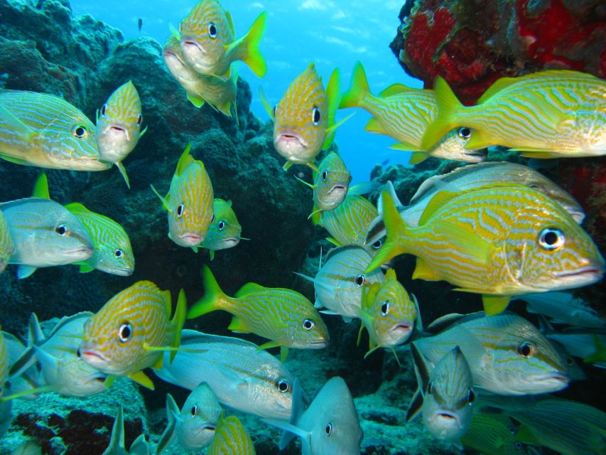 Cartagena: Scuba Diving Day Trip at Playa Blanca With Lunch - Lunch Options and Menu