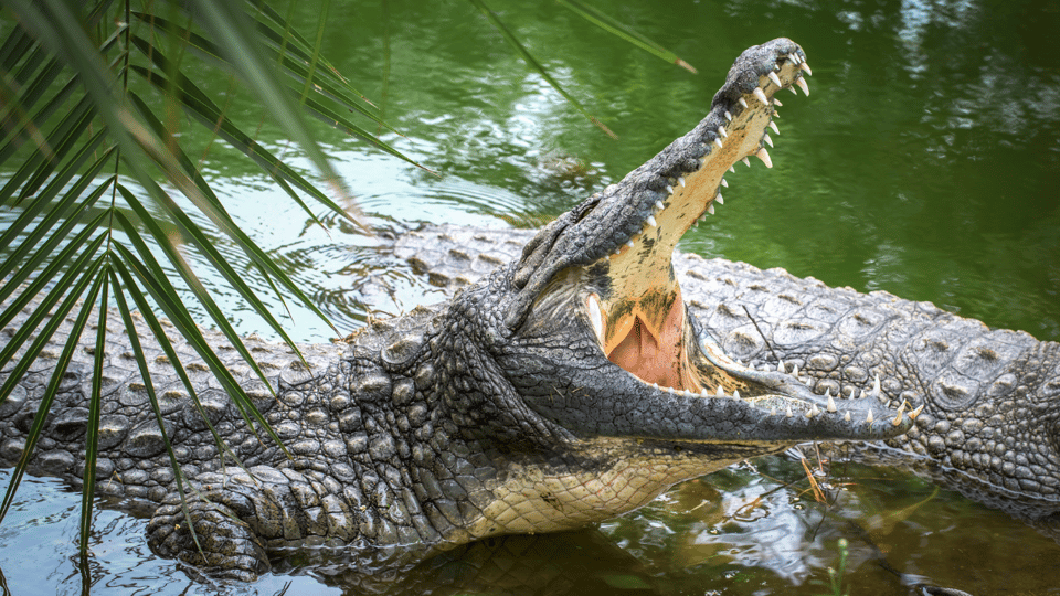 Cat Tien National Park With Crocodile Lake - Highlights of Ecological Trails