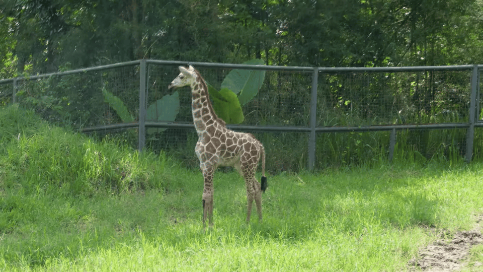 Cebu Carmen: Cebu Safari and Adventure Park - Wildlife and Attractions