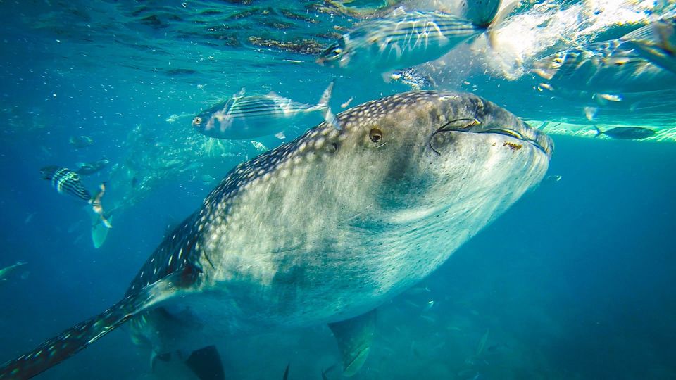 Cebu City: Whale Shark Swimming & Kawasan Falls Canyoneering - Canyoneering Adventure