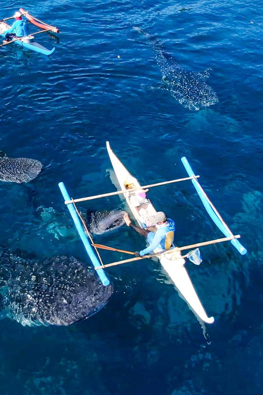 Cebu: Oslob Whale Shark Swimming Experience - Pickup and Drop-off Locations