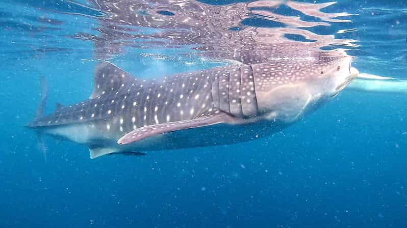 Cebu: Oslob Whale Shark Watching, Tumalog Falls, and … - Inclusions and Essentials