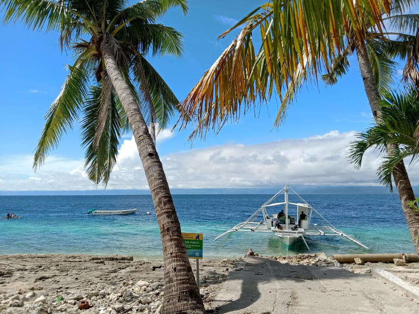 Cebu: Oslob Whale Sharks, Moalboal Sardine Run & Sea Turtles - Snorkeling in Moalboal