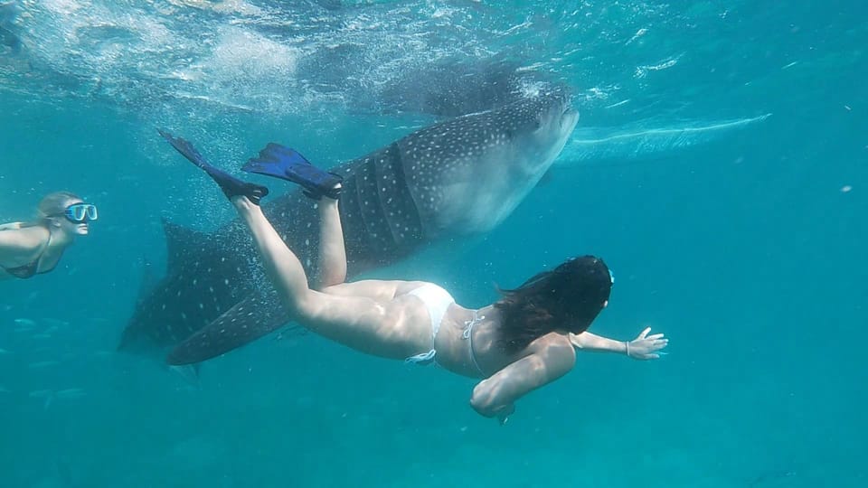 Cebu; Oslob Whaleshark Watching Day Tour - Inclusions