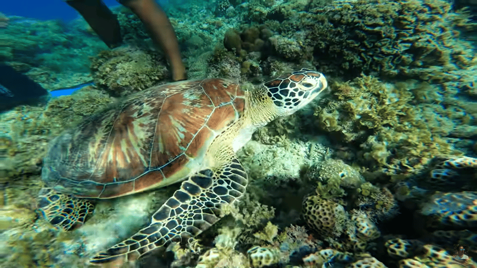 Cebu: Osmeña Peak Hike and Moalboal Snorkeling Escape - Moalboal Snorkeling Activities