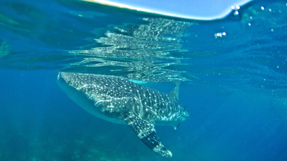 Cebu Pick-up: Whale Shark Encounter and Kawasan Canyoneering - Oslob Whale Shark Watching