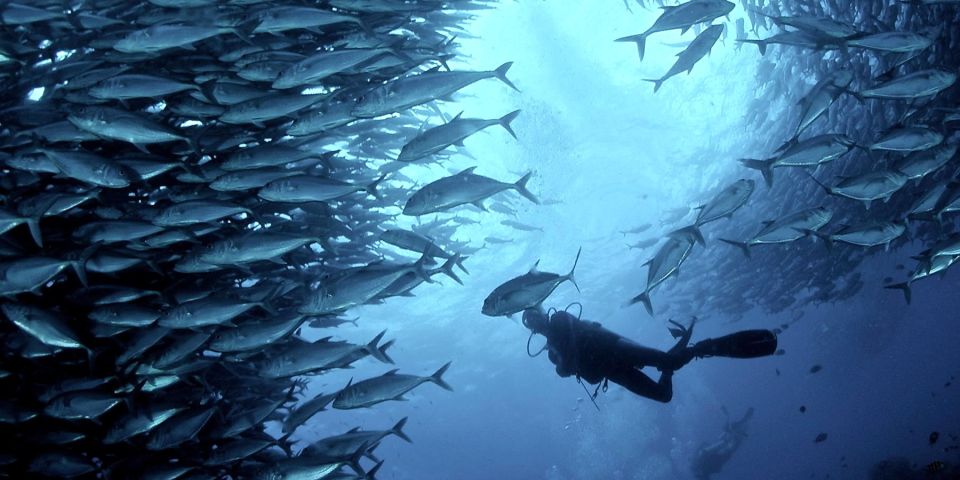 Cebu: Scuba Diving With Sardines and Pescador Island Snorkel - Important Information