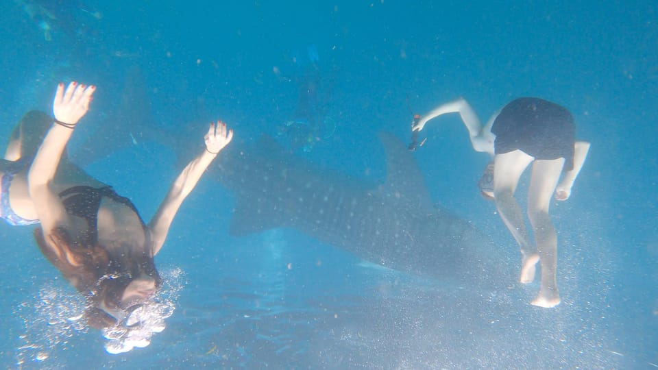 Cebu: Whaleshark & Sumilon Island + Sanctuary Snorkeling - Photography Opportunities