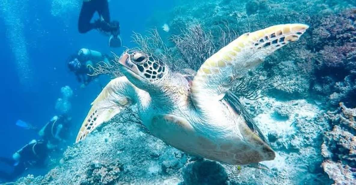 Cebu: Whaleshark, Sumilon Island & Sardines Run Snorkel - Sumilon Island